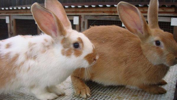Своевременная прививка сохранит поголовье кроликов