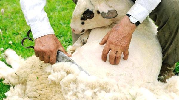 Весенняя стрижка овец