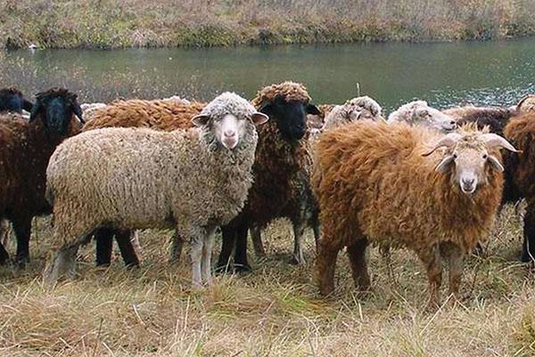 Разведение овец и выращивание в домашних условиях для начинающих, бизнес план, видео