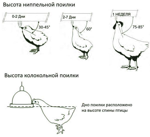 Поилки для кур и цыплят своими руками – фото, видео, схемы и чертежи