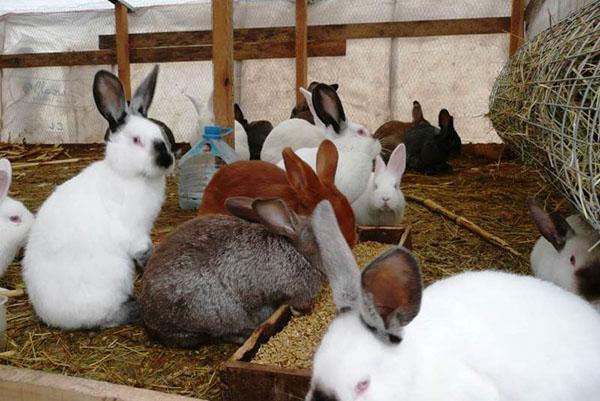 Здоровые кролики