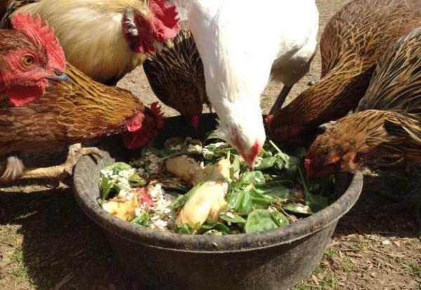 Чем можно кормить в домашних условиях чтобы курица могла нестись