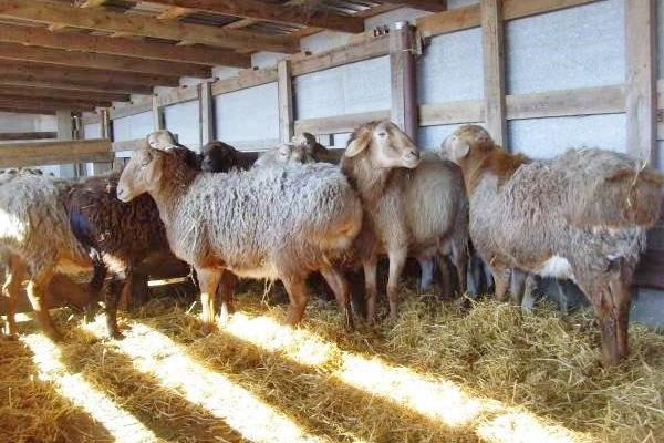 Зимой овец содержат в крытых помещениях