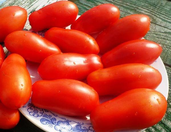 Сорт томатов Дамские пальчики