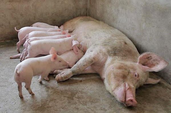 Свиноматка с малышами