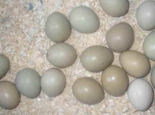 Собранные фазаньи яйца