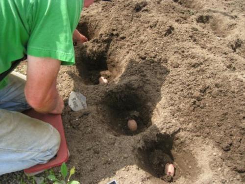 Посадка картофеля на песчаной почве