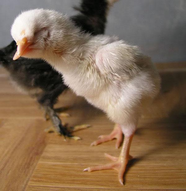 цыпленок со скрещенным клювом