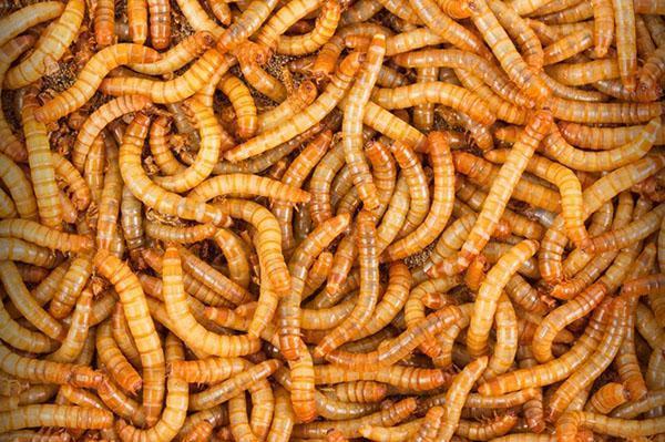 Как вырастить мучных червей в домашних условиях