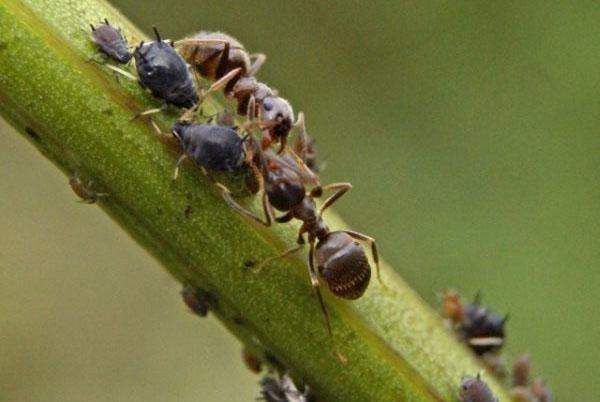 муравьи поедают вредителей