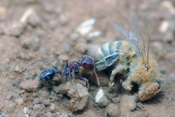 муравьи - угроза пчелам