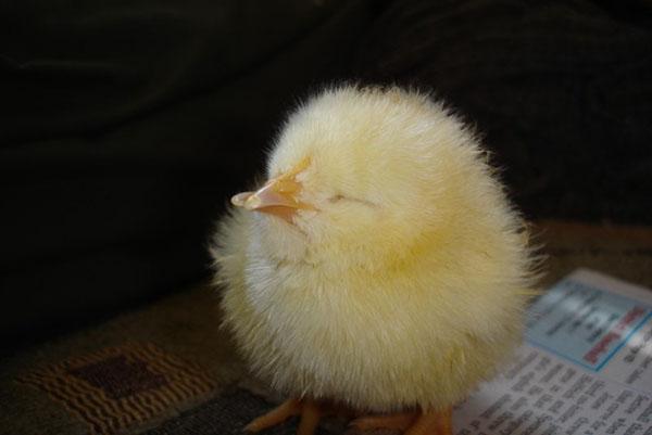 Искривление клюва у цыплят лечение в домашних условиях thumbnail