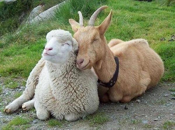 овца и коза