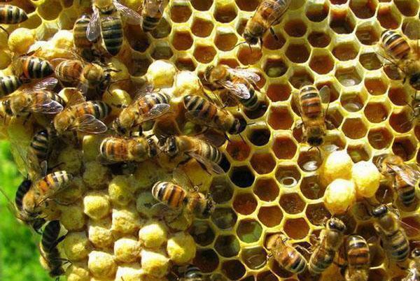 пчелы делают мед
