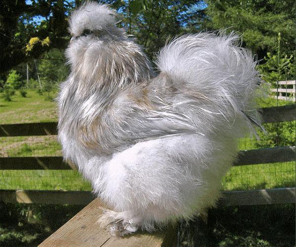 Китайская шелковая курица - самый пушистый в мире вид кур, фото, видео