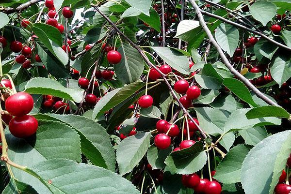 Болезни и вредители вишни: фотографии, описание, способы лечения и обработка деревьев в саду
