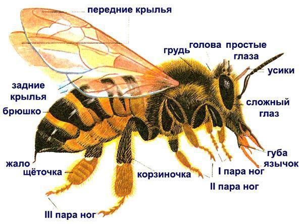 строение пчелы