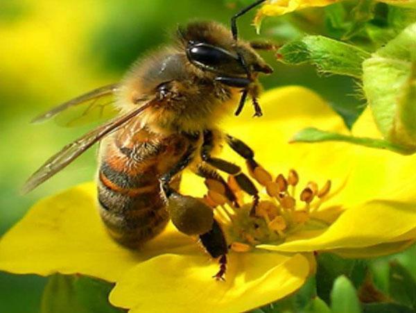 как пчелы производят мед