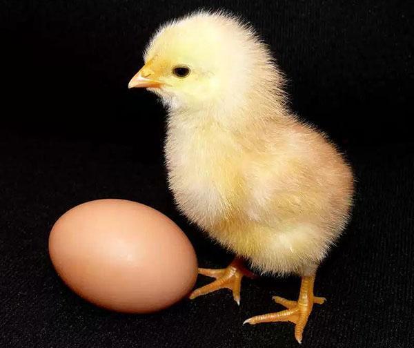 цыпленок и яйцо