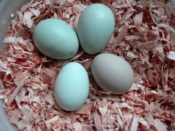 голубые яйца