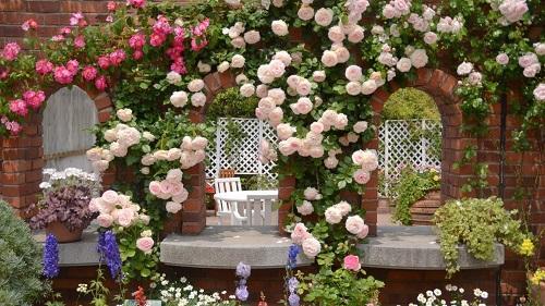 плетистые розы на арке