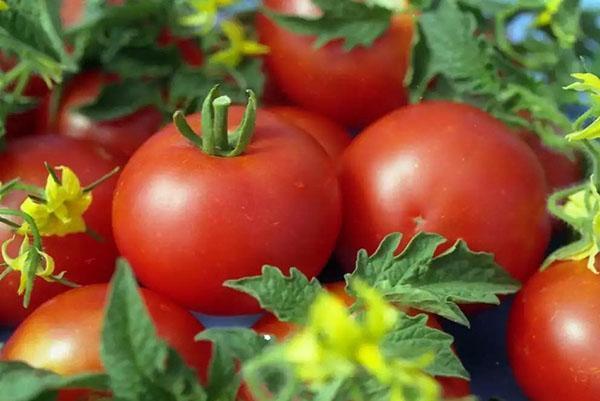 Грибковые заболевания томатов – признаки, методы профилактики и борьбы, видео