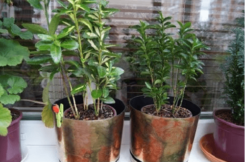 двухгодичные растения бересклета