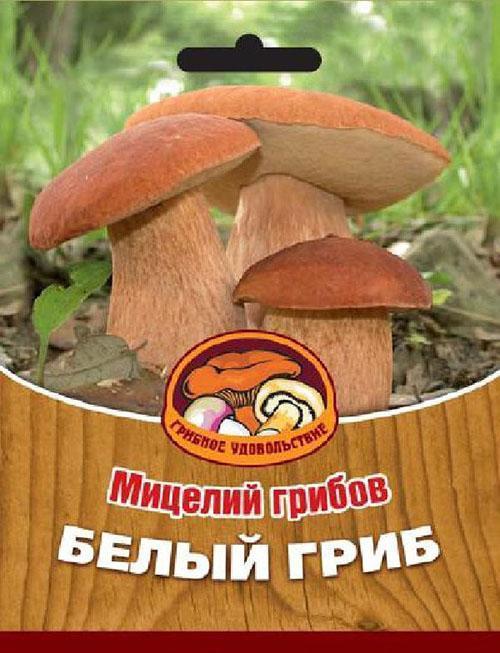 мицелий грибов