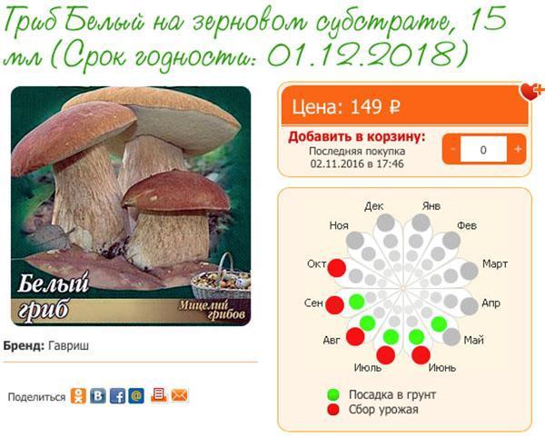 семена белого гриба