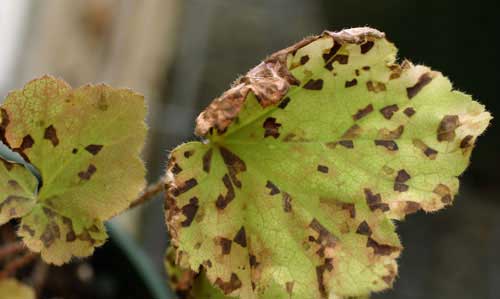 листовая нематода