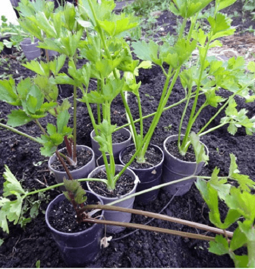 Как правильно выращивать корневой сельдерей из семян в домашних условиях