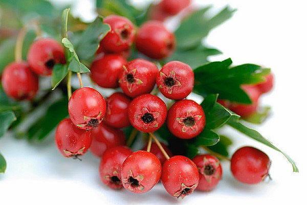 ягоды боярышника полезны для организма