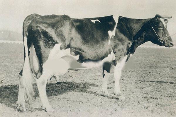 корова Голштинская в 30 годы