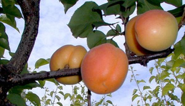 абрикосы в Хакасии
