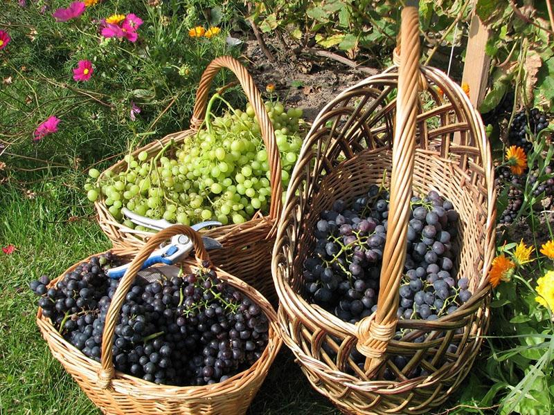 сбор винограда для виноделия