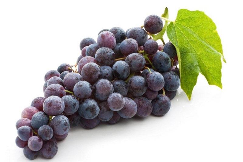 спелая гроздь винограда