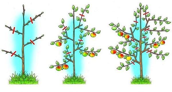 схема обрезки плодовых колоновидных деревьев