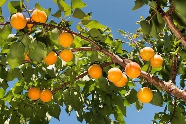 Лучшие сорта абрикоса для Подмосковья самоплодные