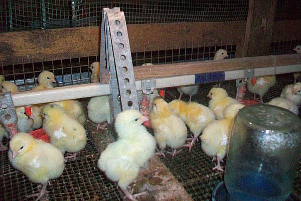 выпаивание цыплят витаминным комплексом