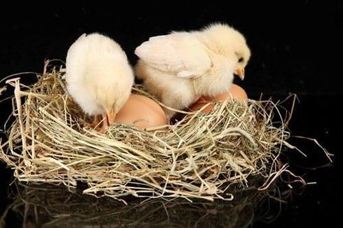 цыплята и яйца