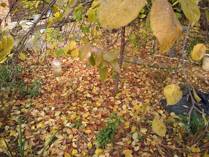 опавшую листву необходимо убирать