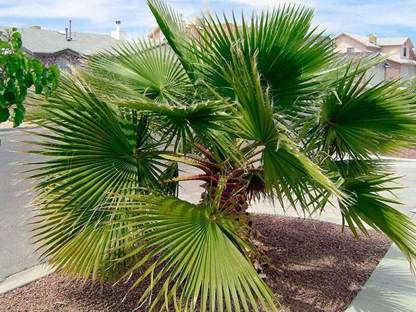 пальма вашингтония в природе