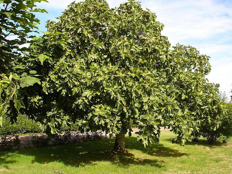 инжирное дерево