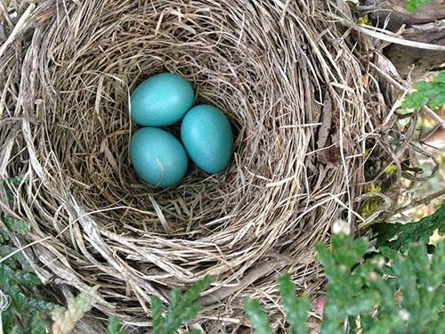 гнездо с яйцами