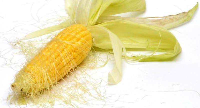 лечебные свойства кукурузных рылец