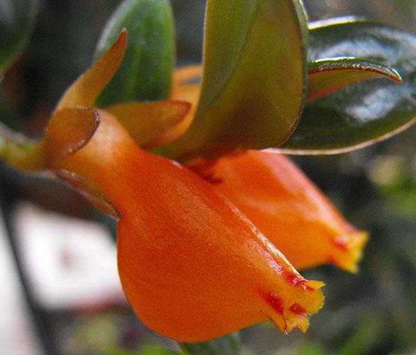 необычные цветы нематантуса