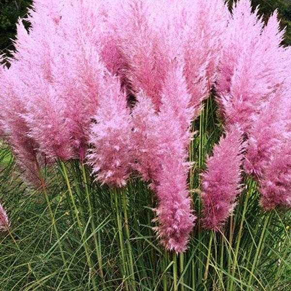 розовая пампасная трава