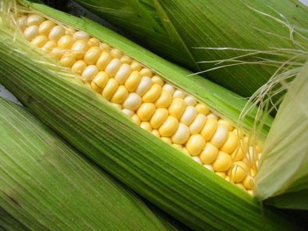 Выращивание кукурузы на даче