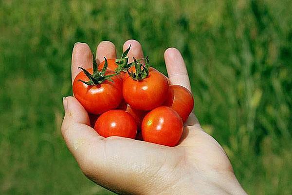 выращиваем своими руками помидоры черри
