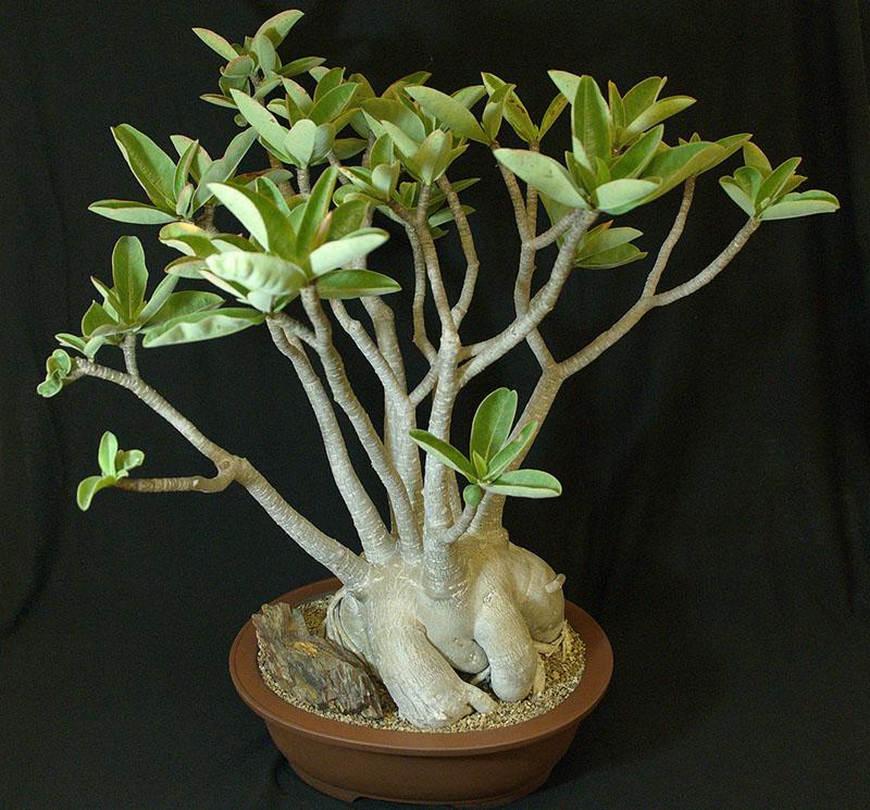 Адениум арабский (Adenium arabicum)
